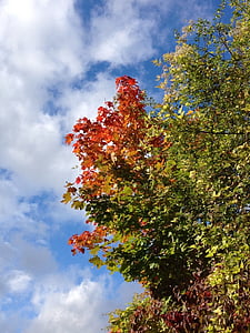 клен, Осень, листья, красочные, Цветные, небо, Голубой