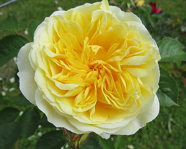 Rose, jaune, fleur, été, amitié, joie, jardin