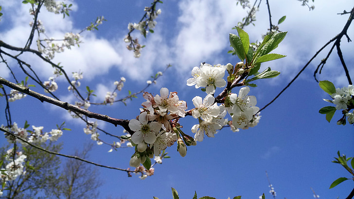 cherry, tree, flower, nature, springtime, branch, blossom