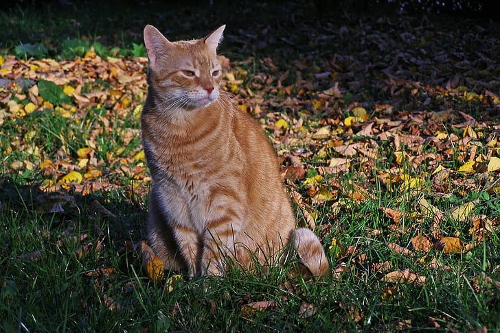 cat, pet, on the grass, foliage, autumn