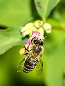 Медоносная пчела, Пчела, насекомое, Природа, животное, макрос, крупным планом