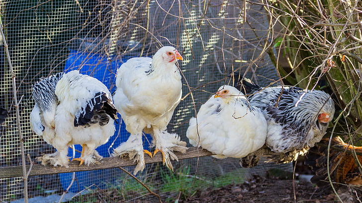 kyckling, Breed kyckling, fågel, jordbruk, Bill, fjäderfä, gård