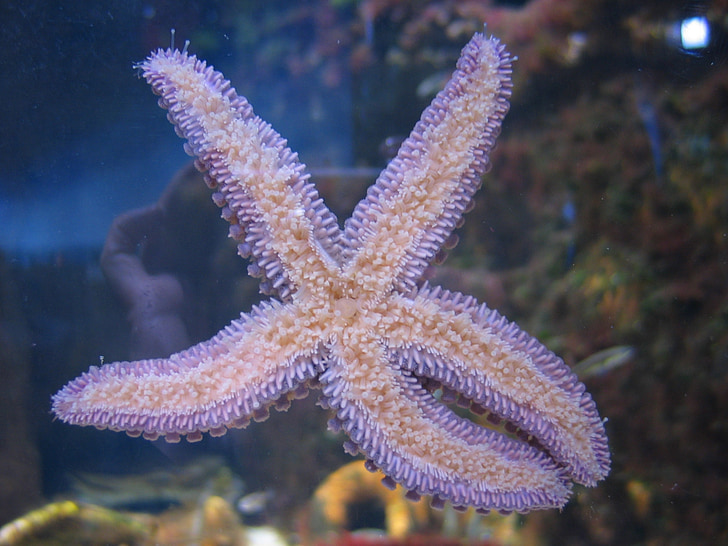 starfish, aquarium, sea water