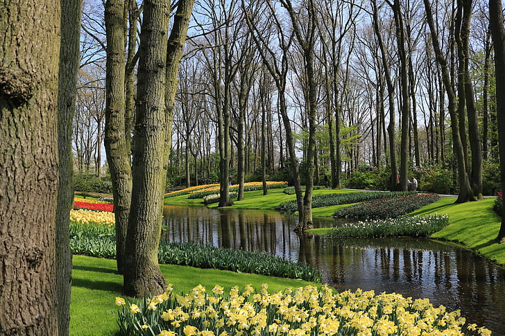 Keukenhof, Bach, tulipány, stromy, Flora, parku, zahradnictví