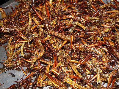 insect, grilled insects, eat, thailand