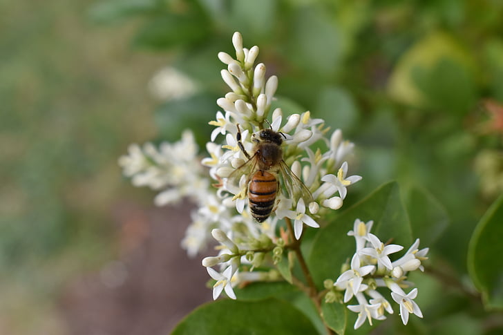honeysuckle, bee, honeybee, flower