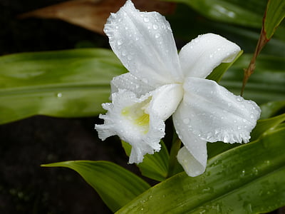 orchidėja, atogrąžų, tropikuose, Egzotiški, Rainforest, kraštovaizdžio, augalų