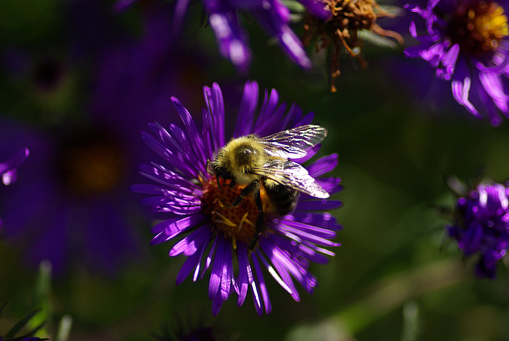 aster, bee, purple, nature, wild flowers