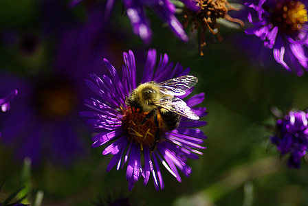 Aster, lebah, ungu, alam, bunga liar