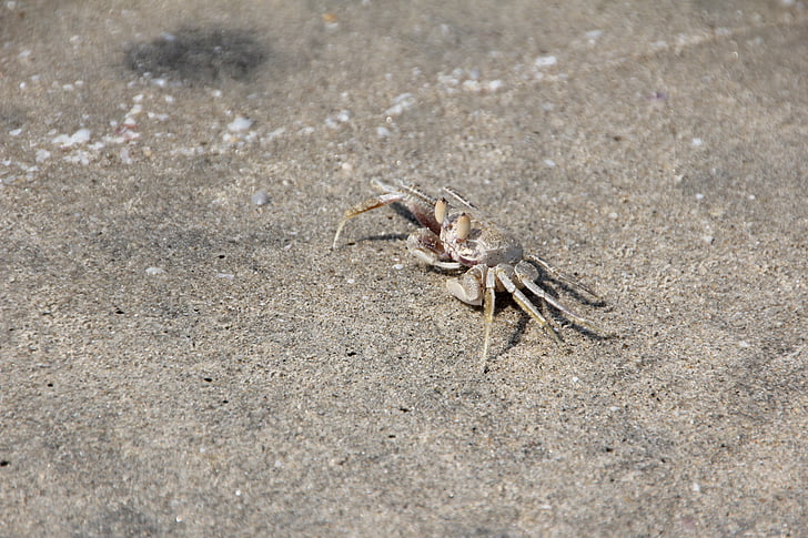 crab, cancer, shellfish, beach