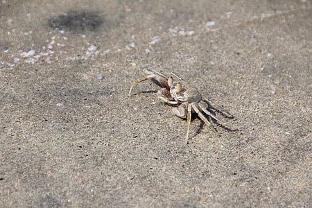 crabe, cancer, mollusques et crustacés, plage