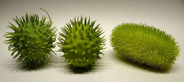 chayote, prickly, spur, green, plant