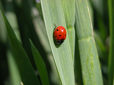 ladybug, insect, field, garden, nature