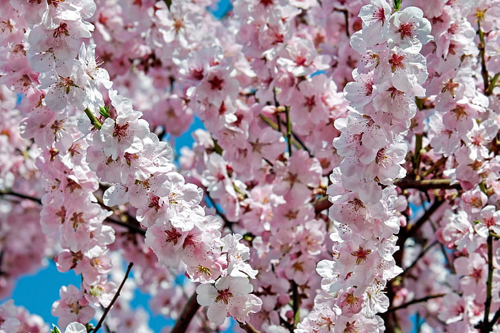 Japán cseresznyefák, virágok, rózsaszín, fa, virág-fa, tavaszi, Japán, virágzás, cseresznye