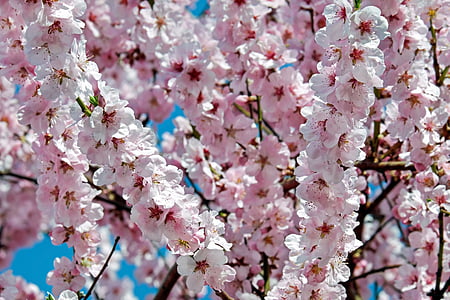 árvores de cereja japonesas, flores, -de-rosa, árvore, árvore de flor, Primavera, cerejeira japonesa