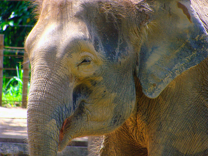 dyr, elefant, snude, Zoo