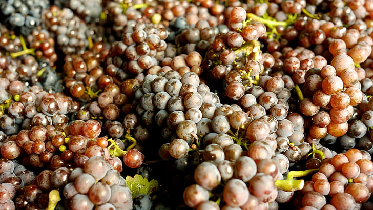 grapes, wine grapes, pinot blanc, wine, food, alcohol, red