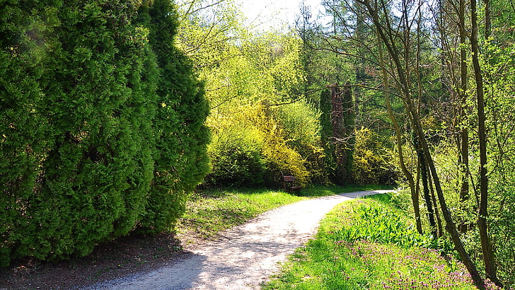 jaro, Příroda, procházky, Sunshine, strom, Les, venku