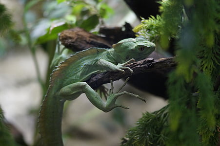 lizard, reptile, green, camouflage, disguised, terrarium, dragon