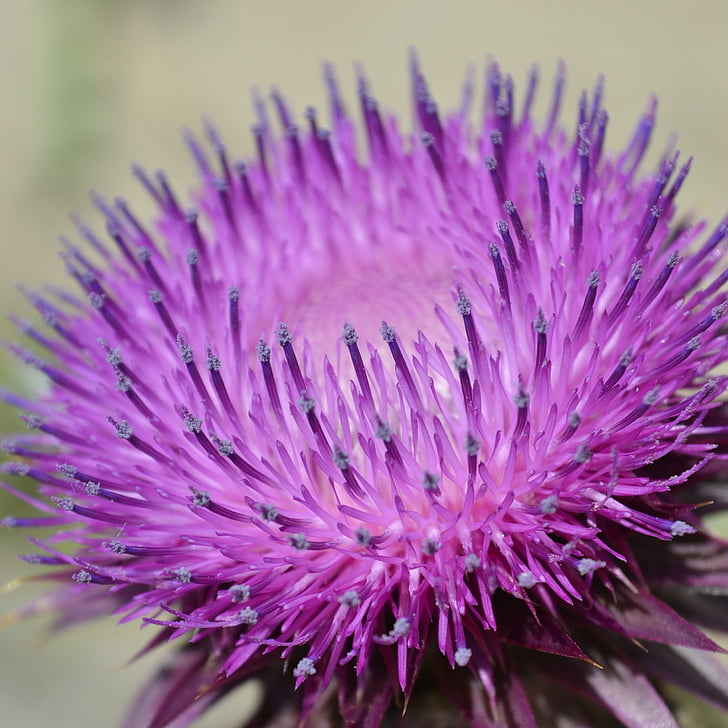 szamárkóró, purple, flower, spiked, purple flower, macro, nearby