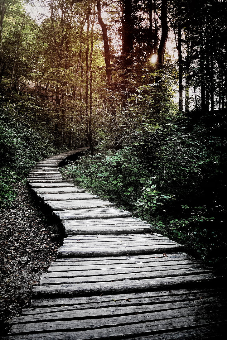 marrom, de madeira, escadas, floresta, fotografia, caminho, verde