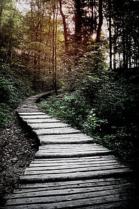 brown, wooden, stairs, forest, photography, pathway, green