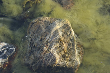 o fundo do oceano, pedra, plâncton vegetal