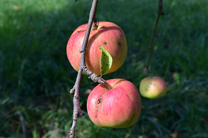 Apple, jabloň, pobočka, ovocie, červená, strom, listy