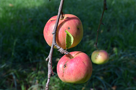 Apple, æbletræ, gren, frugt, rød, træ, blade