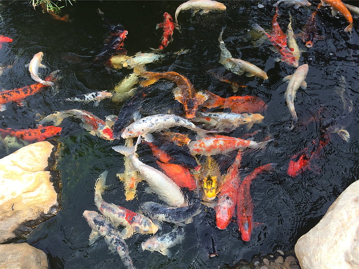 koi, fishes, fish, pond, water, animal themes, koi carp
