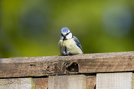 blue tit, bird, garden, ornithology, birdwatching, nature, animal