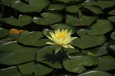 Lotus, lotosový list, žlutá lotosový list