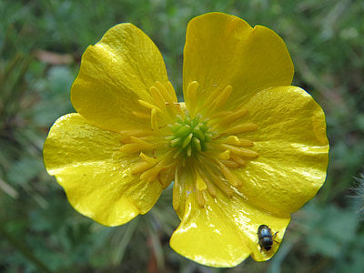 Ranunculus acris, Ranúnculo, alto botón de oro, botón de oro gigante, flores silvestres, flora, Escarabajo de la