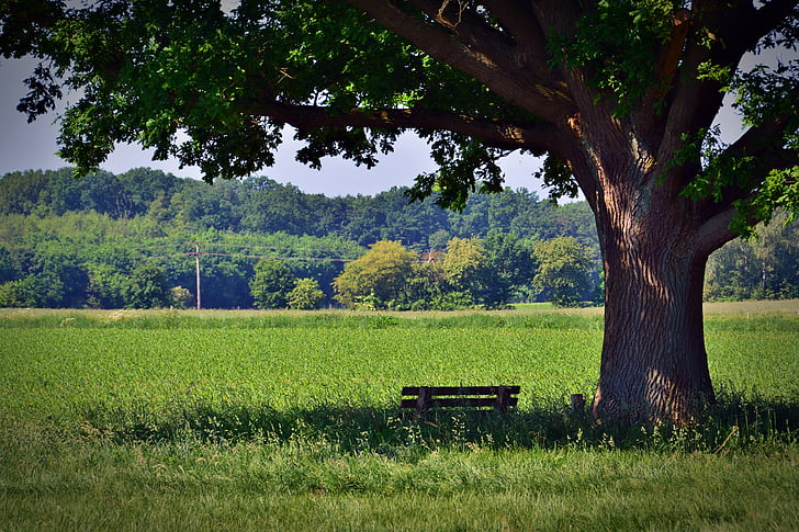 tree, oak, park bench, rest, shadow, nature, green