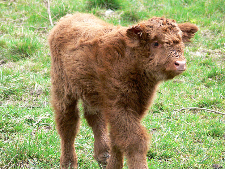 highlandrind, krava, goveda, mlade životinje, gorje, rogovi, Škotska