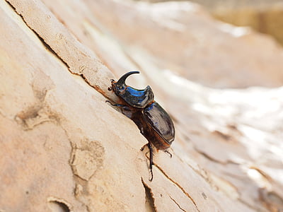 Rhinoceros beetle, kever, krabbeltier, oryctes nasicornis, blad hoorn kever Bladsprietkevers, bijzonder beschermde dier, dier