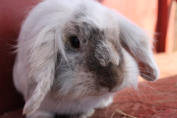 rabbit, fluffy, bun, white, silver, cute, adorable