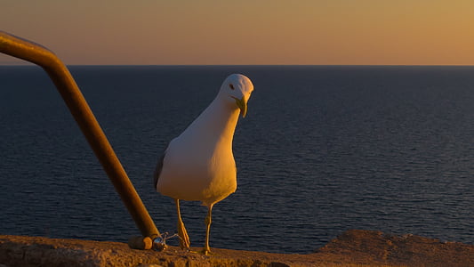 seagull, curious, view, water bird, beach, gull species, bird