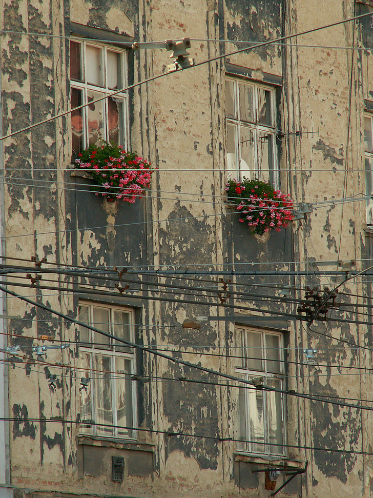 sienas, Windows, ziedi, ēka, Brno, logs, arhitektūra