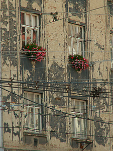 wall, windows, flowers, building, brno, window, architecture