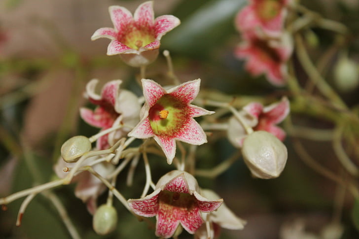 Брахихитон populneus, Бутылочное дерево, Белл цветы