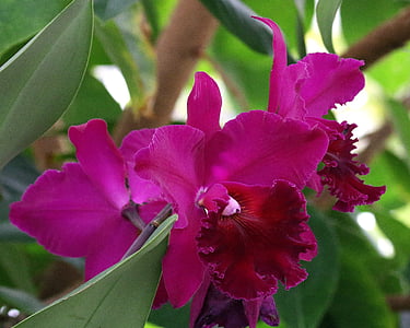 orquídia, fúcsia, flor, porpra, natura, planta, flora