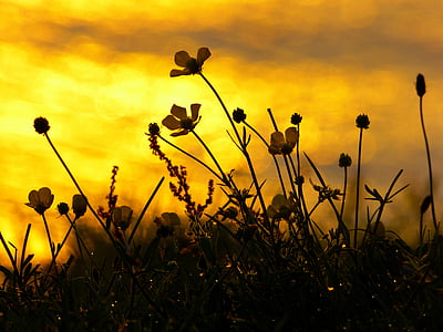 Západ slunce, nálada, zadní světlo, květiny, Buttercup, atmosférické, Afterglow