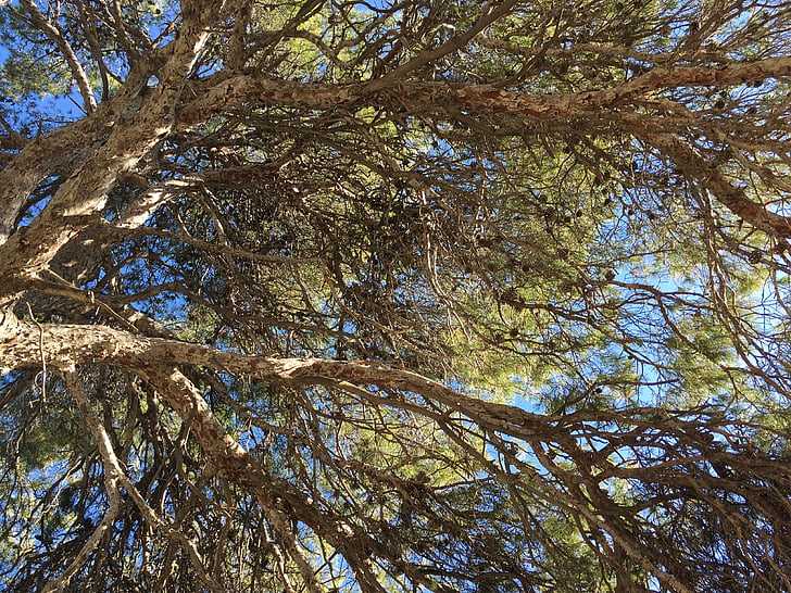 árbol, cielo, NAT, naturaleza, azul, al aire libre, verde