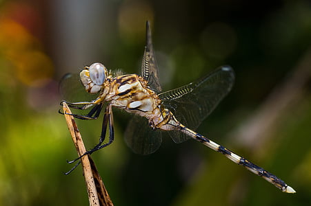 dragonfly, macro, insect, tau emerald, nature, bug, animal