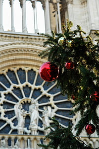 프랑스, 파리, 교회, 서쪽 로즈, 세부 사항, 크리스마스, 크리스마스 트리