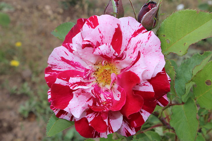 flower, nature, spring, garden
