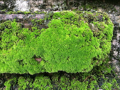 natura, Moss, rock, verde, textura
