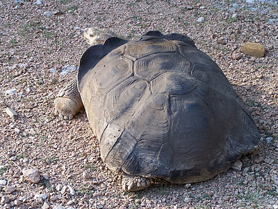 tortoise, slowpoke, reptile, slow, carapace, crawl, rough