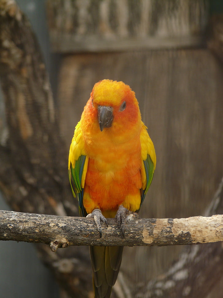 Солнечная аратинга, Южной Америки попугай, попугай, птица, животное, Существо, красочные